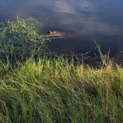 Local wildlife, holes 1, 2 & 3
