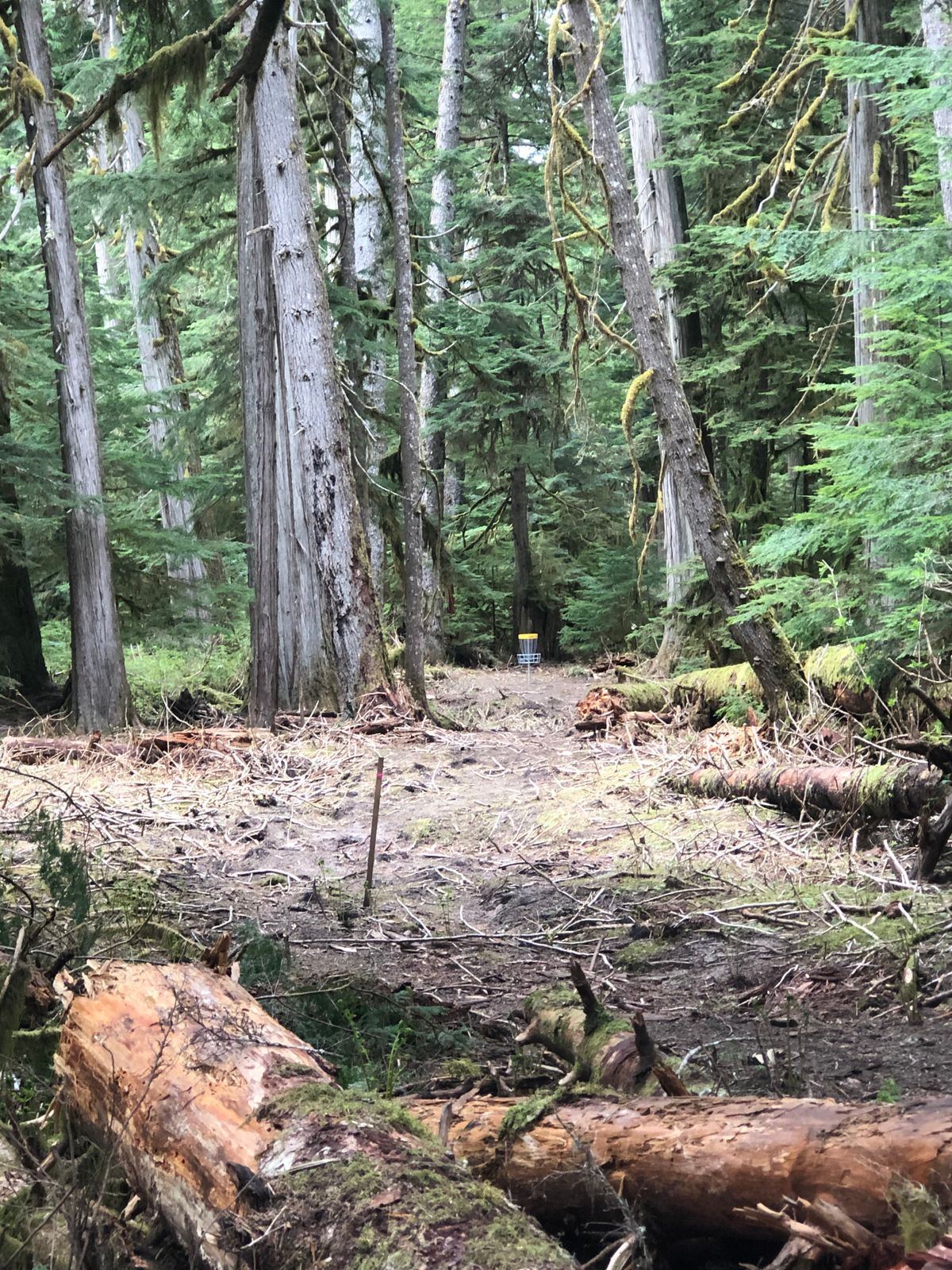 Beautiful treed course!  Hole 2 fairway from the red tees