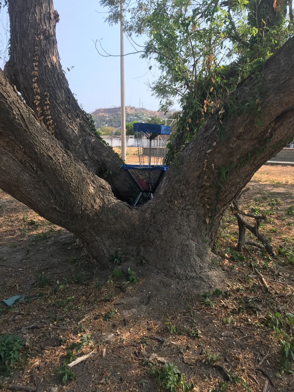 Hole 9 basket in the tree
