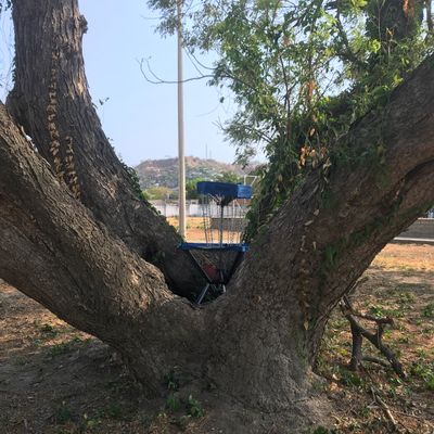 Hole 9 basket in the tree