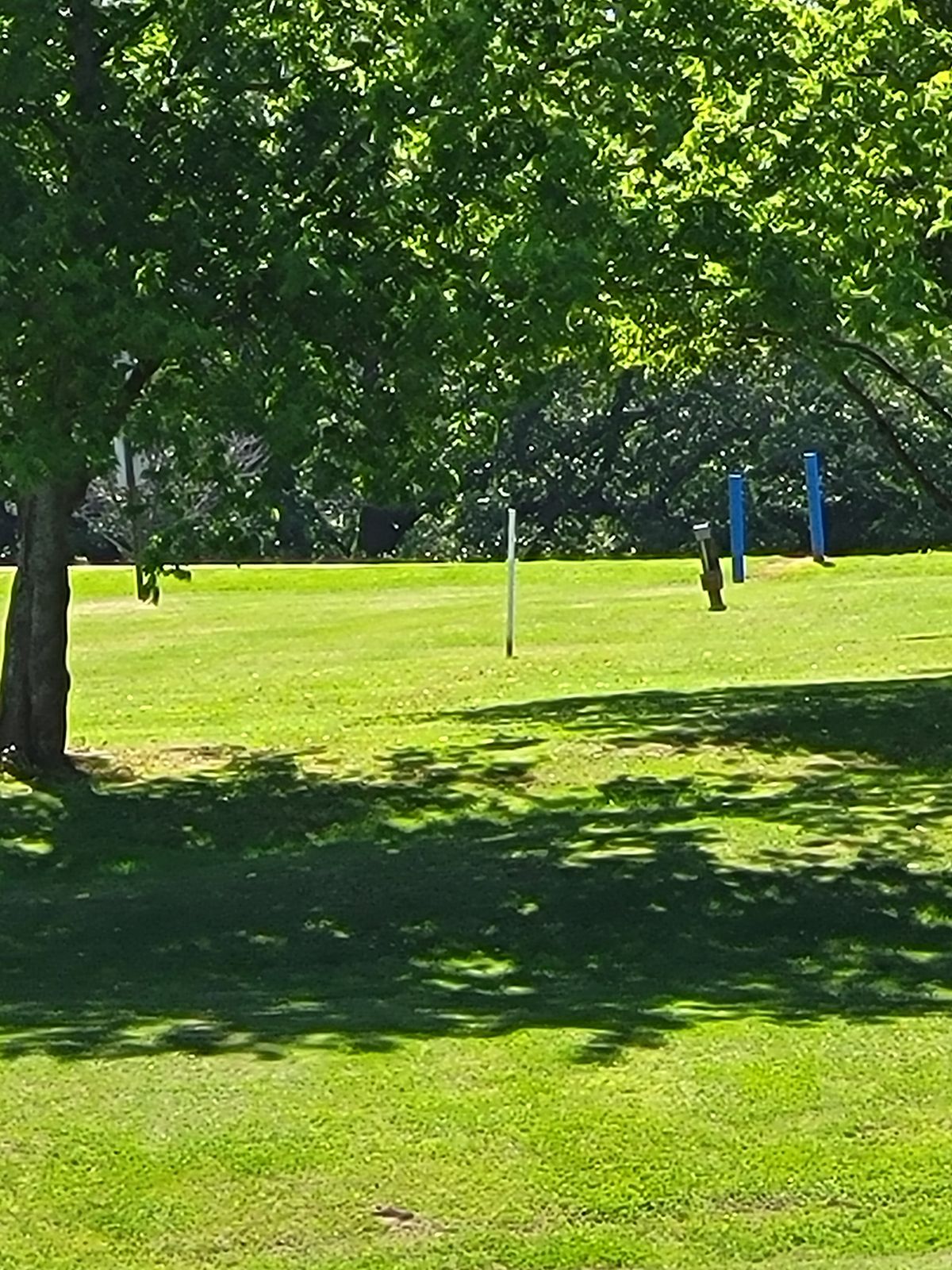 7 MAIN basket position, straight ahead through trees.