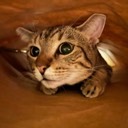 User avatar image