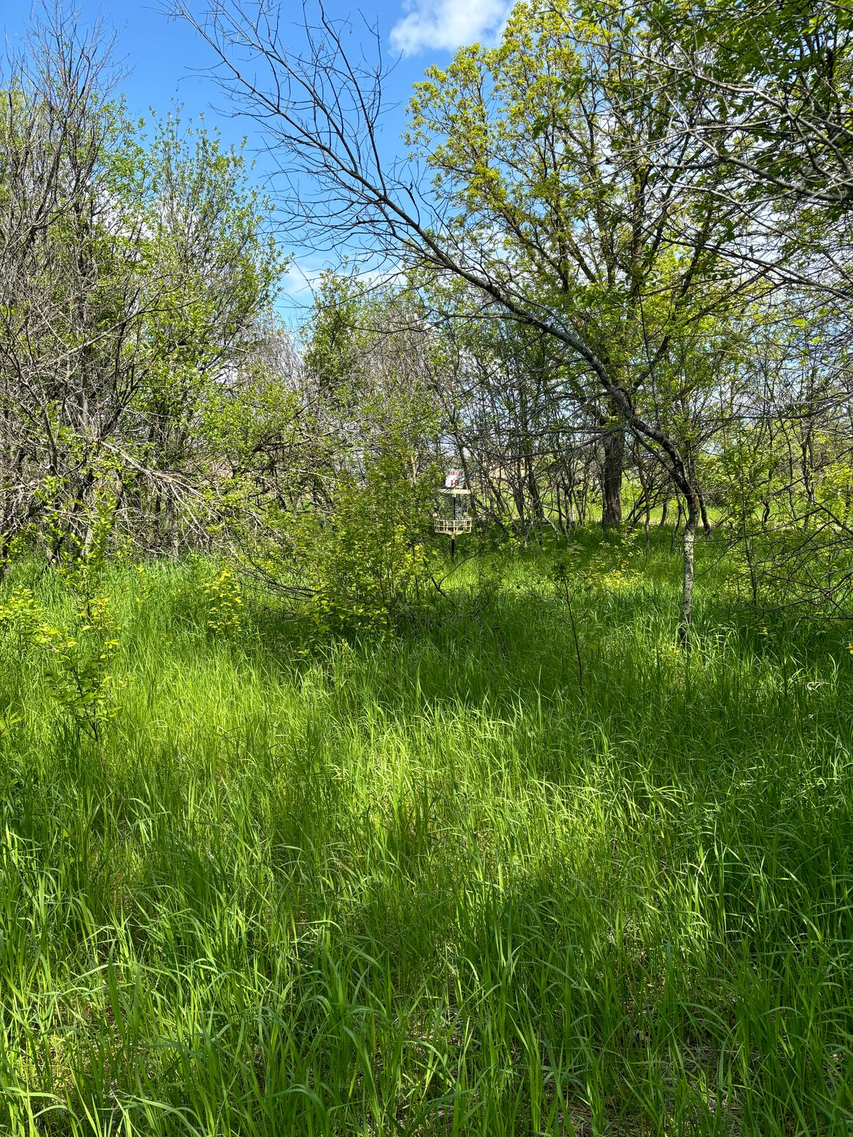 The basket is still there. They just have forgot to mow around 15 for the last five years. LoL