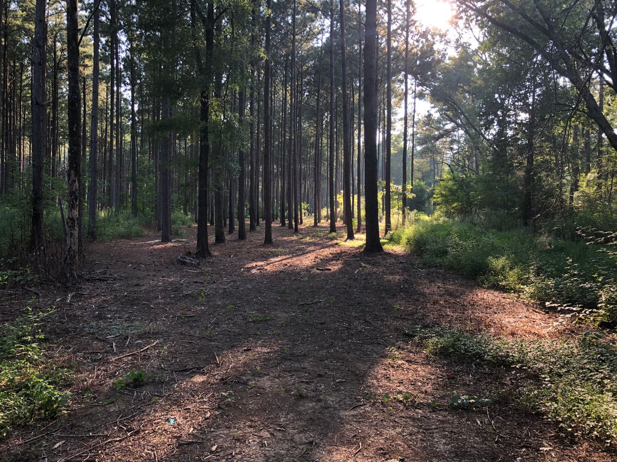 No real lanes. Forest more than course.