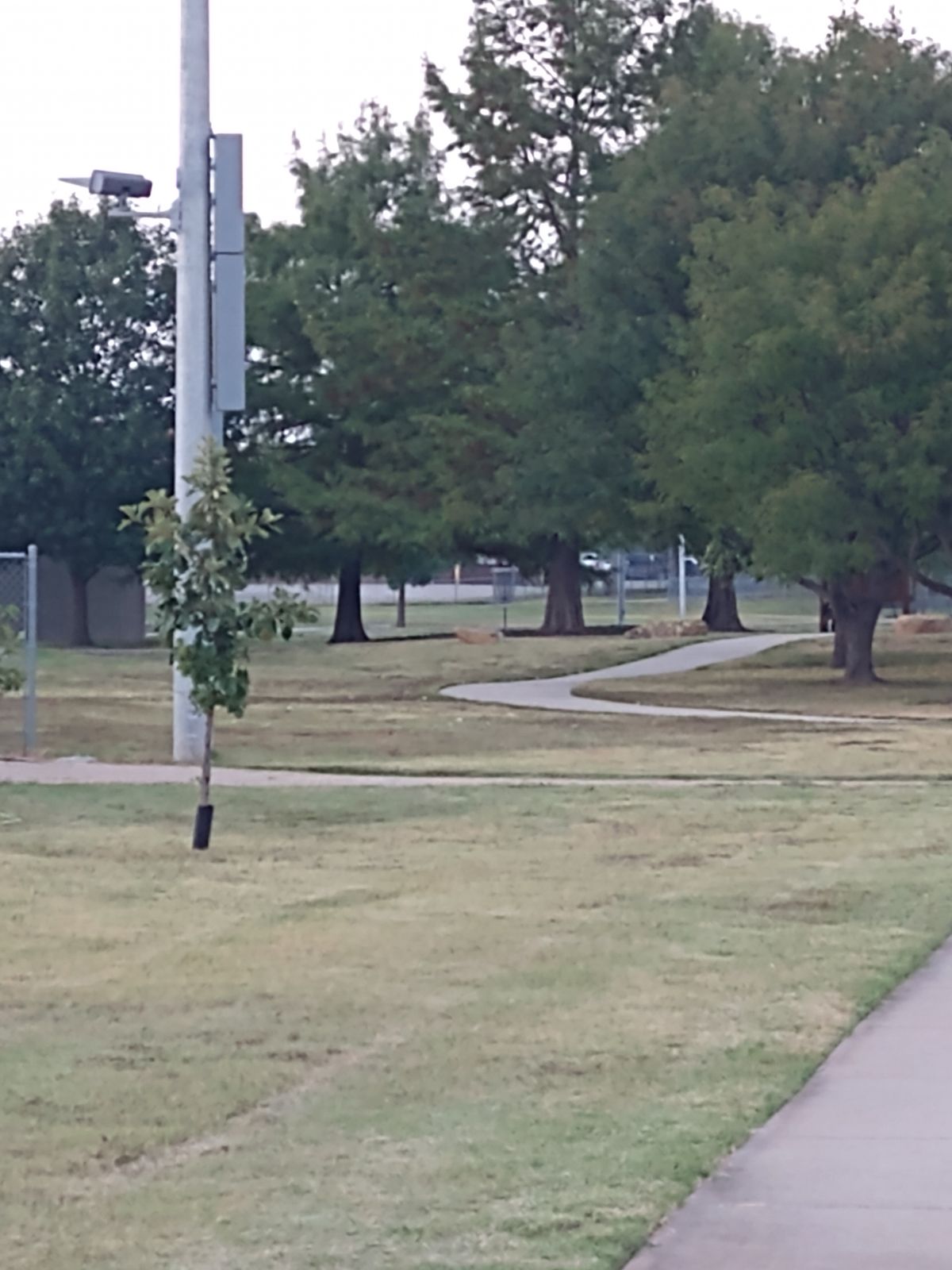 Basket is nestled in the Cypress Trees. Ballfields are OB.