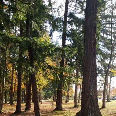 Beautiful spot for disc golf.