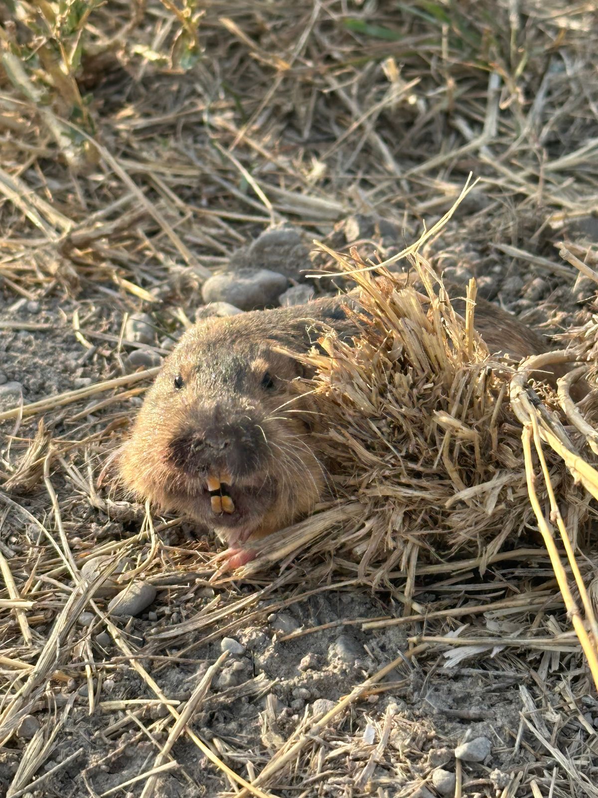 Almost stepped on this guy on hole 3
