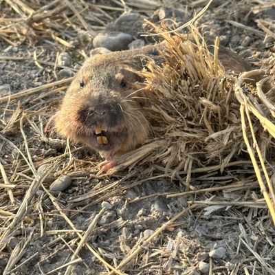 Almost stepped on this guy on hole 3