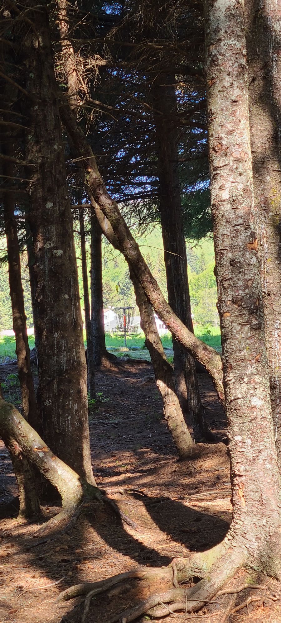 Trees? what trees?