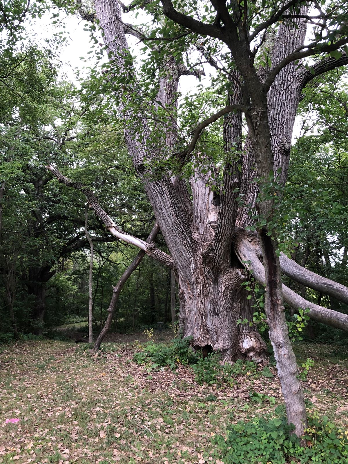 The largest diameter tree I have seen in Iowa. Immense.