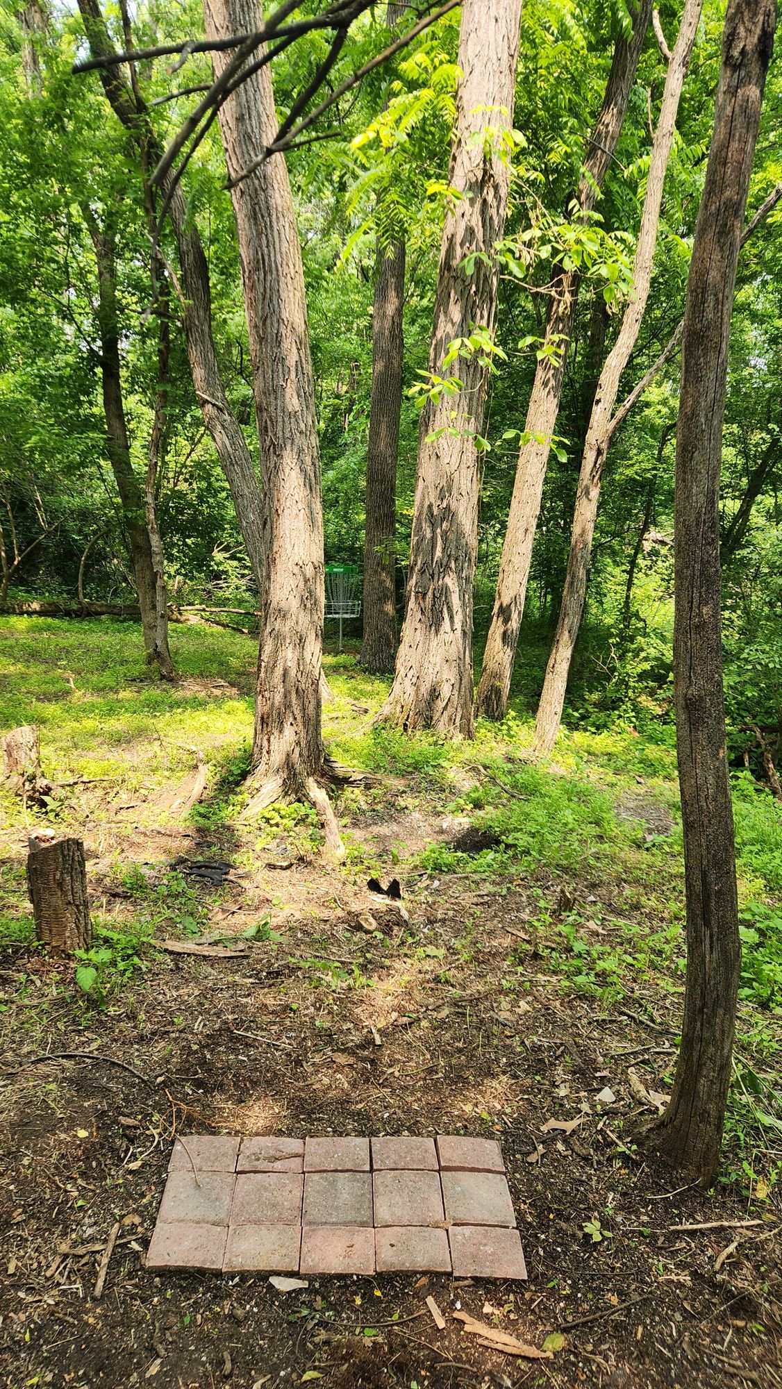 Hole 6