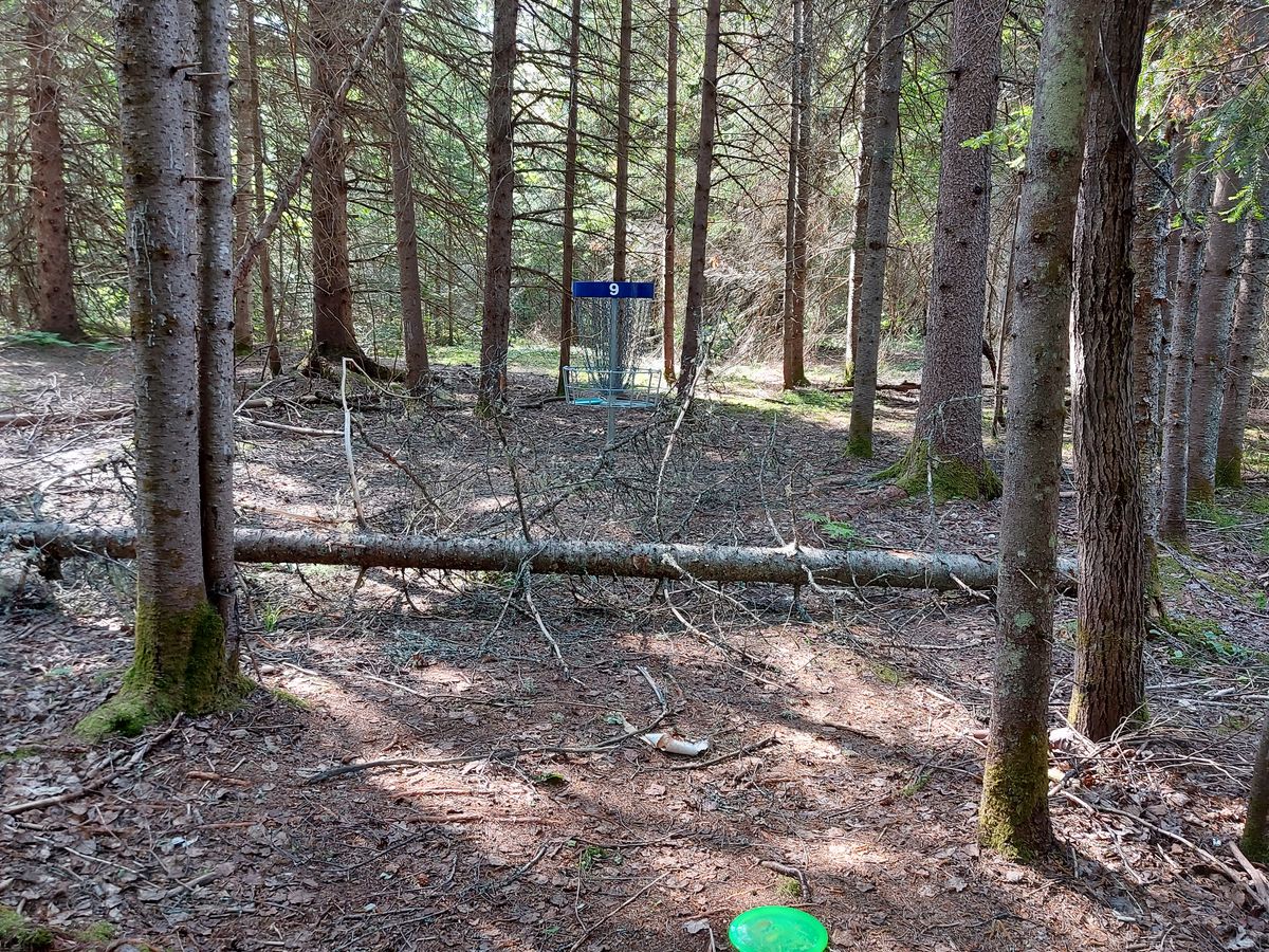 Putting on hole 9. 🍁🌲🍁🌲🍁🌲