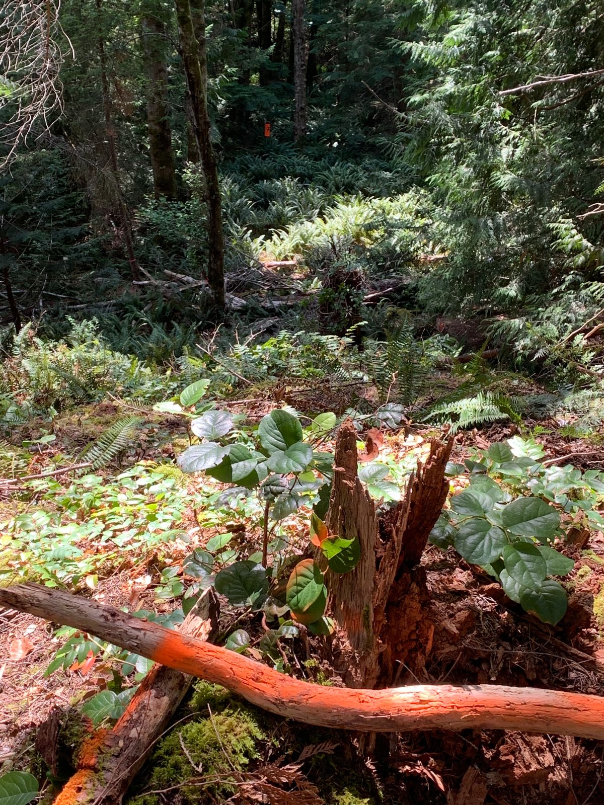 Hole 7 back