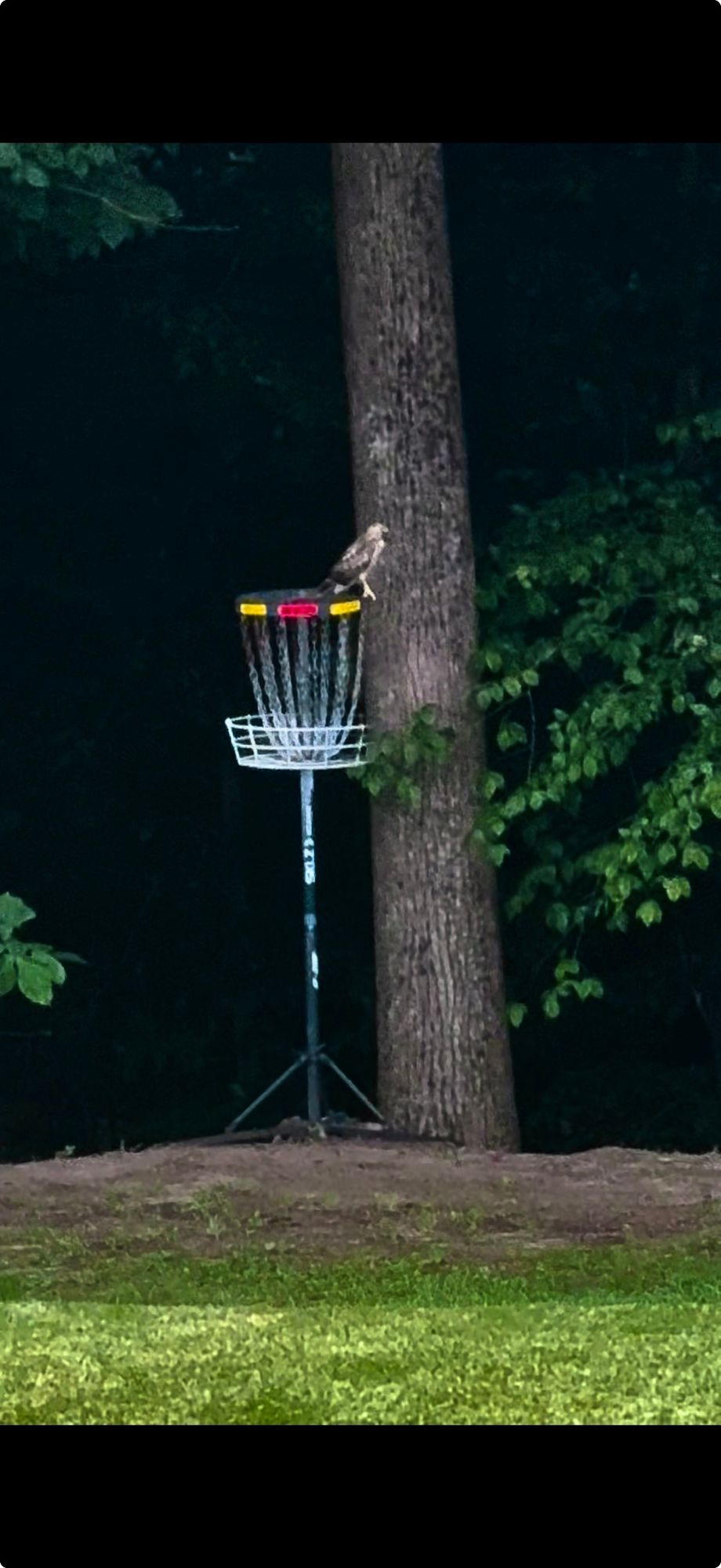 Hawk Hanging Out on 5.