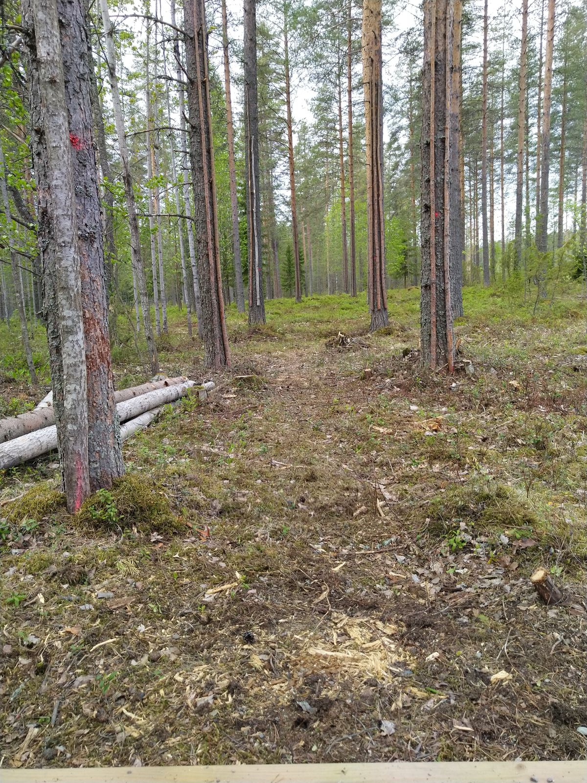 Tarinalaakso New Course väylä 7