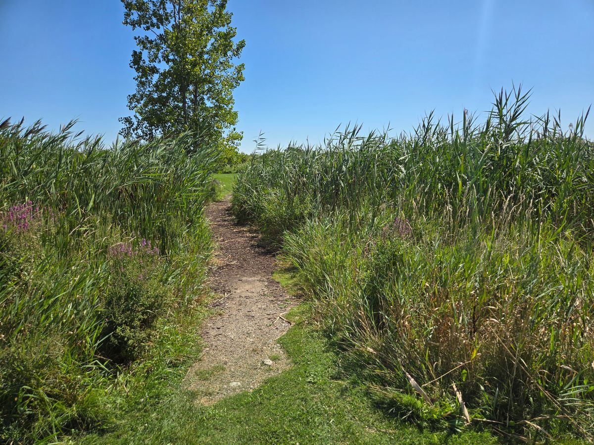 Path through reeds on 9