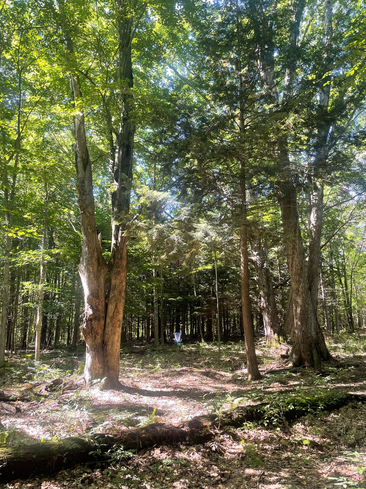 Hole 15s Basket