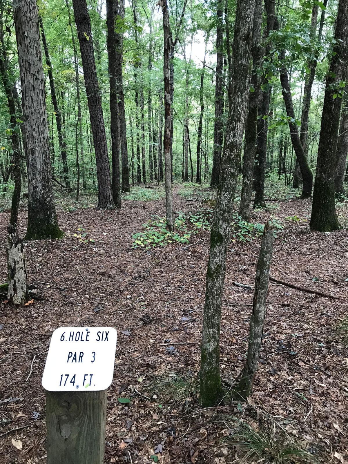 Hole 6 has a great line for an Ace, just watch out for the smaller trees, they jump out.