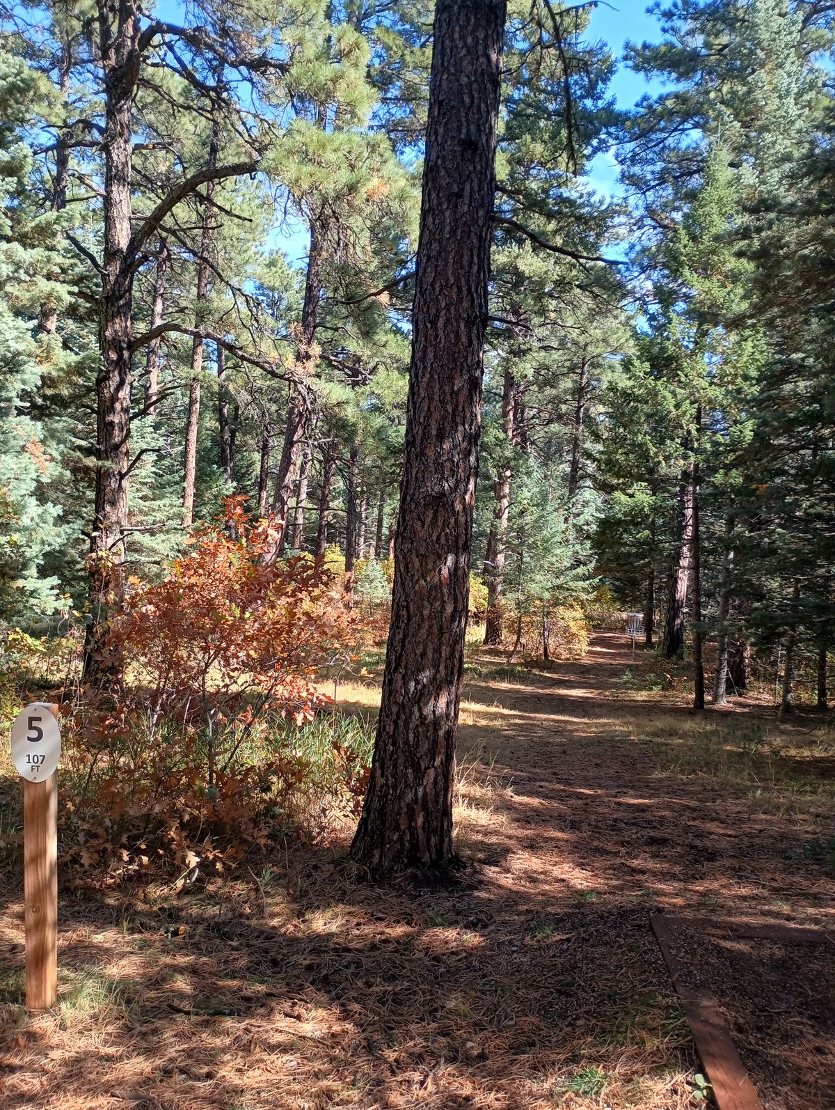 Hole 5 Tee