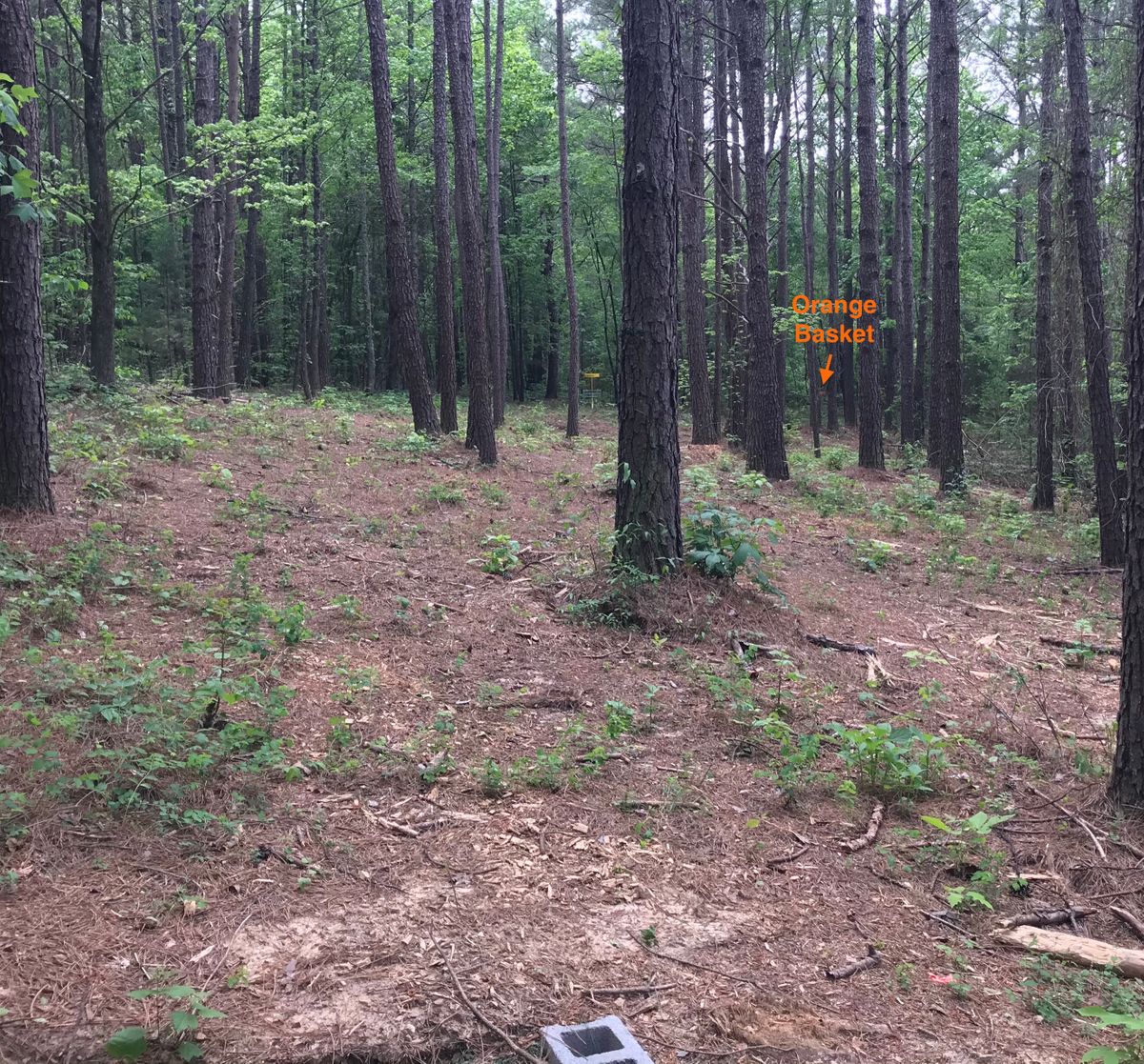 Hole 7 red tee