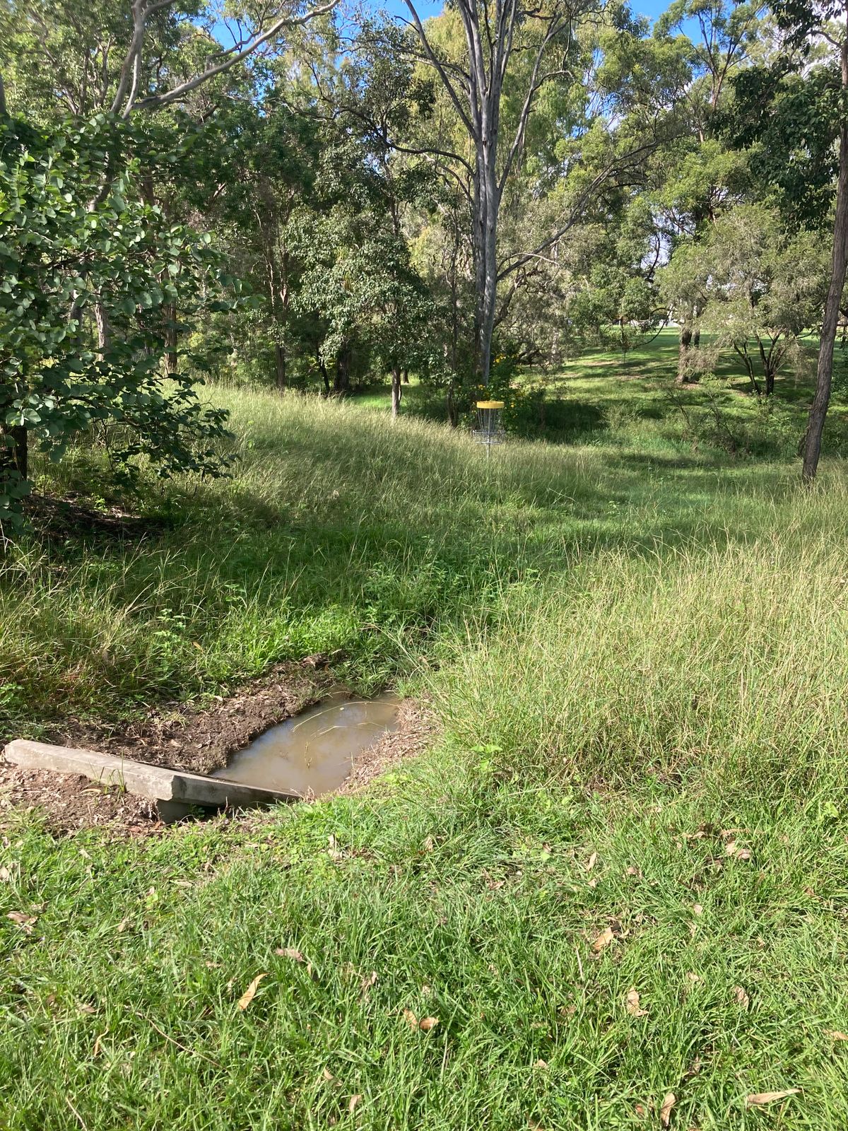 Hole 1 basket 11/5/24