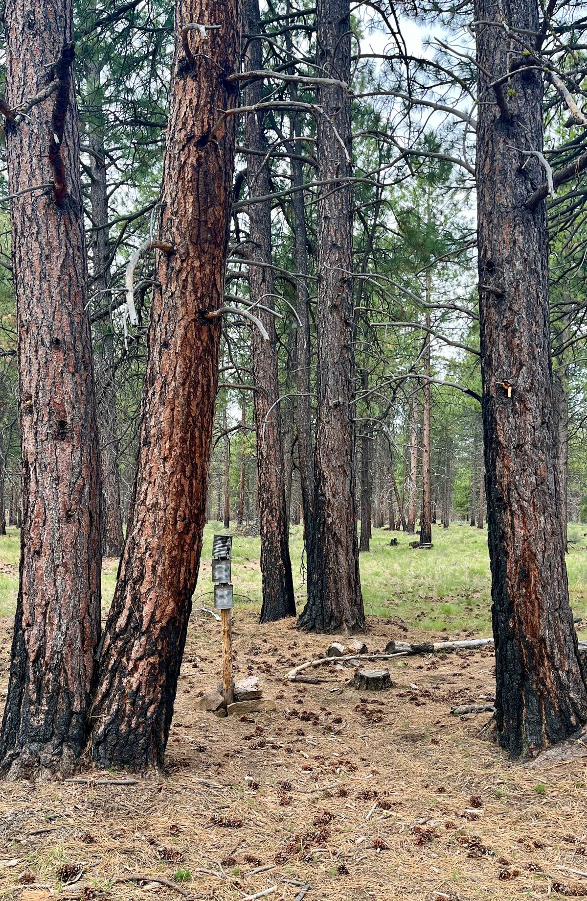 Guardian trees on hole 15