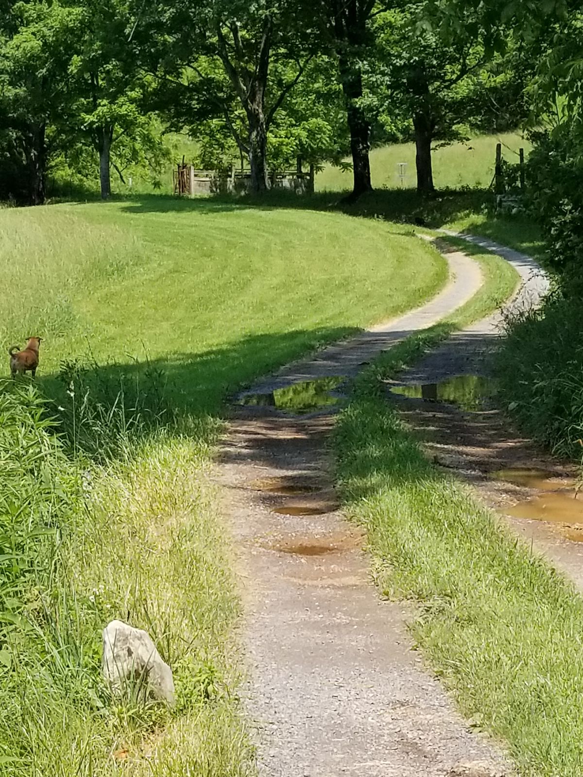 Hole 15, OB right of the road