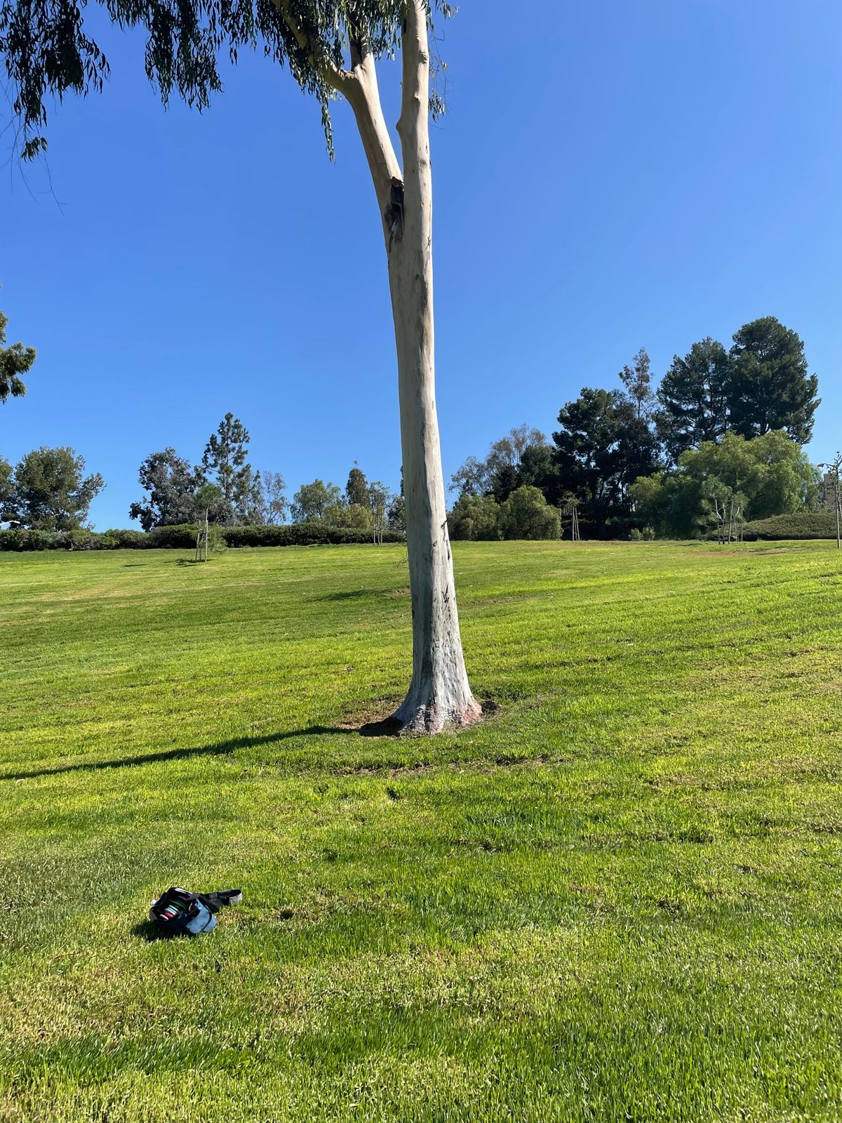 Hole 8 target tree.