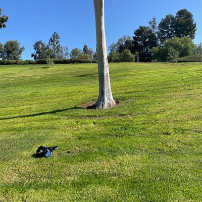 Hole 8 target tree.