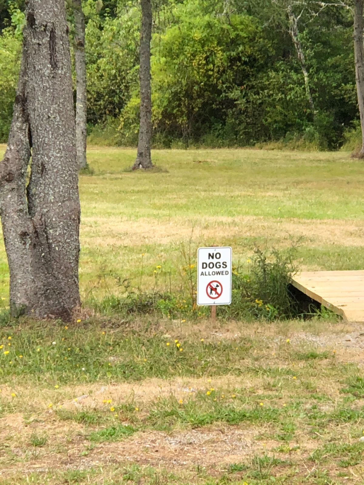 No Dogs Allowed
