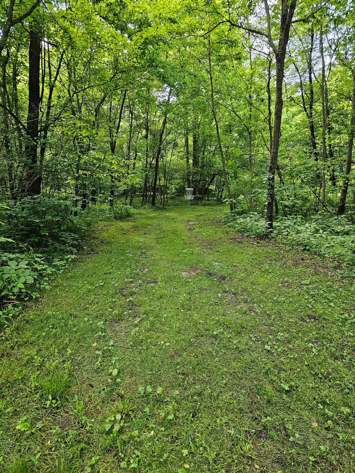 Hole 12 basket