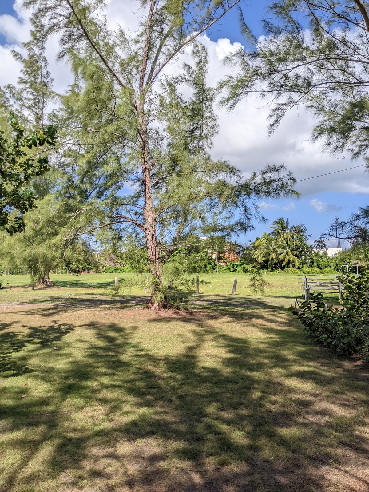 Telephone pole (right midfield)