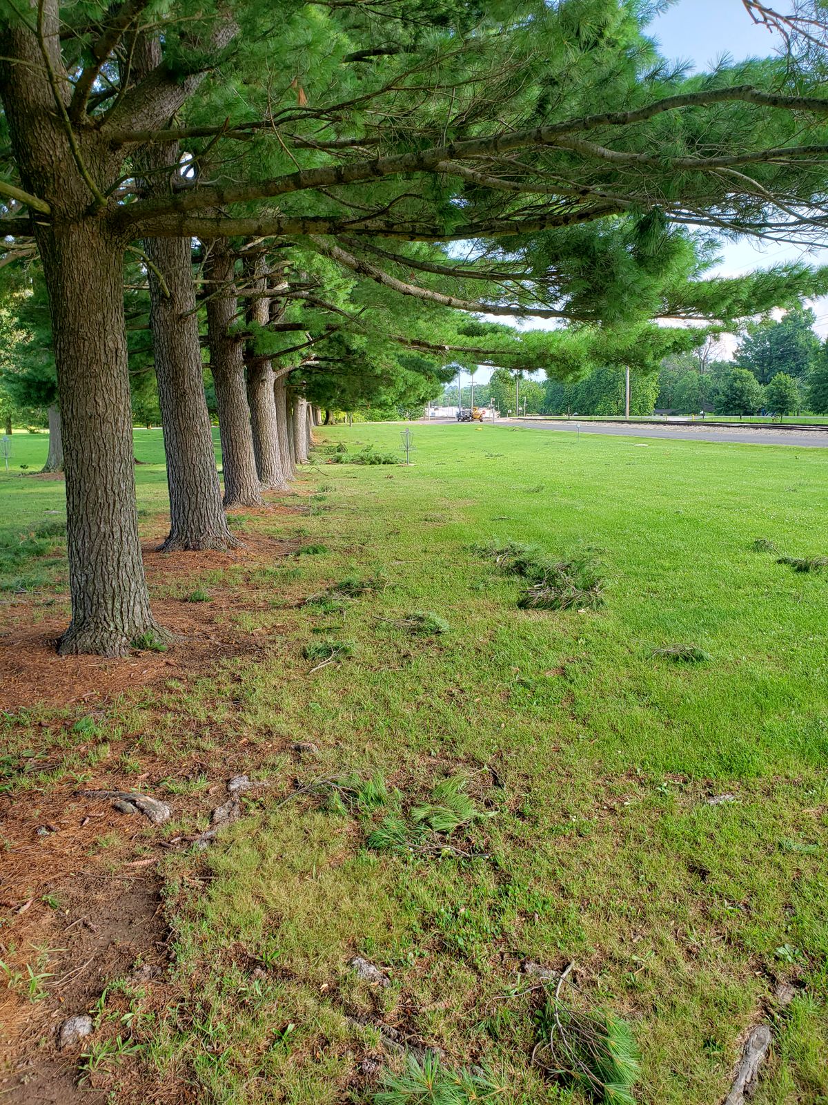 #1 Fairway row of Pine.