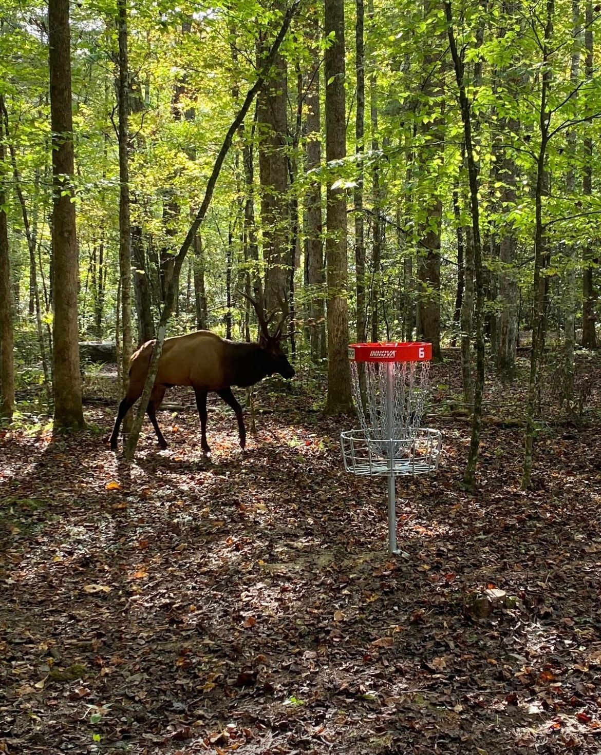 Bull elk guarding the green.