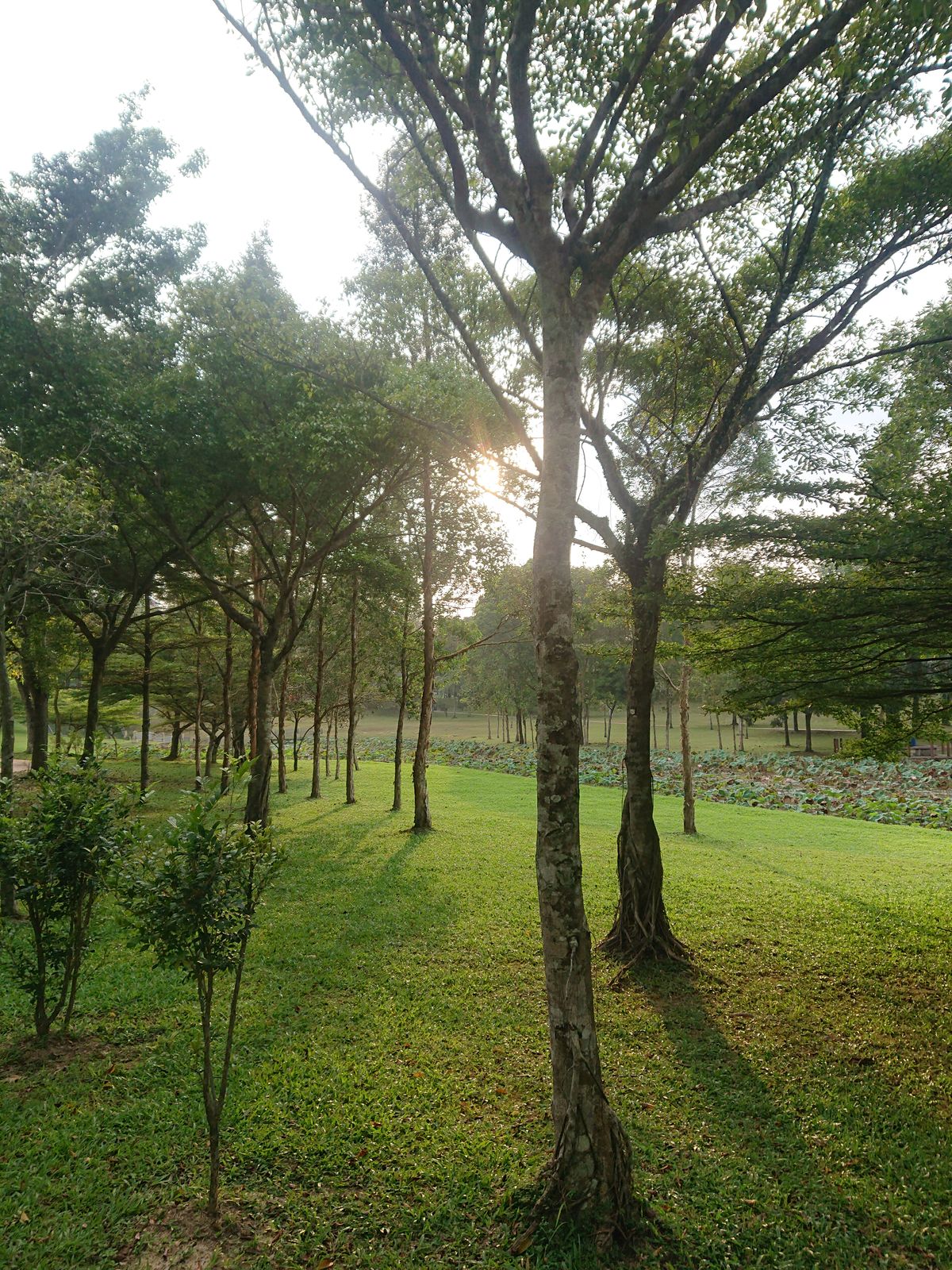 Near hole 16 Basket