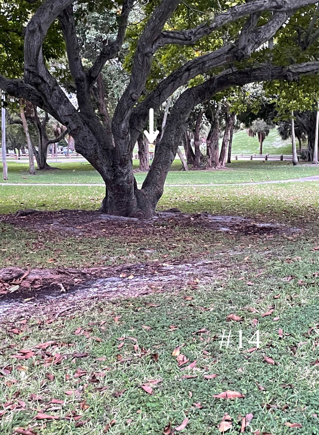 Hole 14 Tee