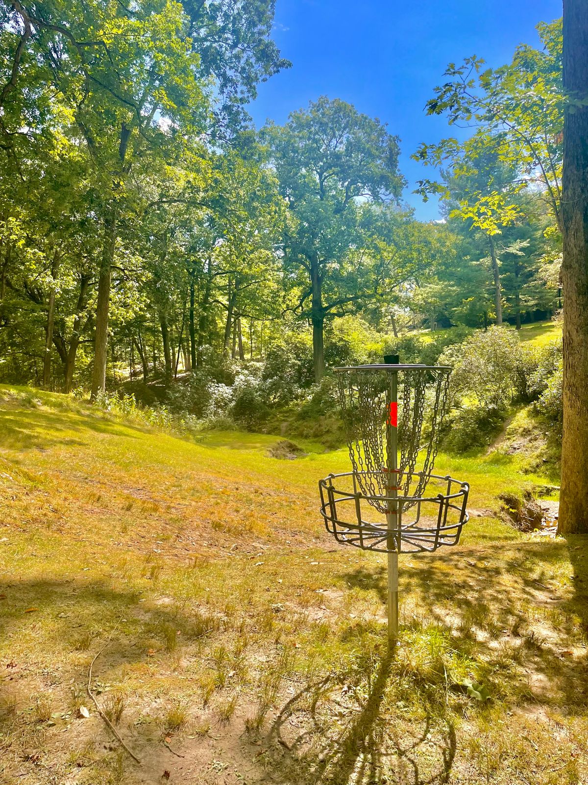Hole 2 basket looking back towards teepad