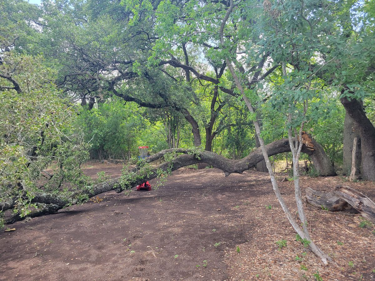 Tree down on 19.