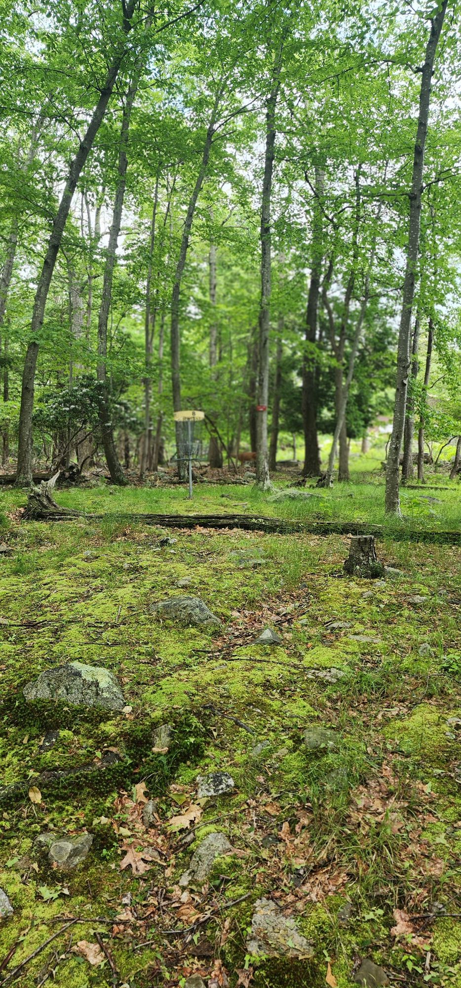 Hole 8 from hilltop