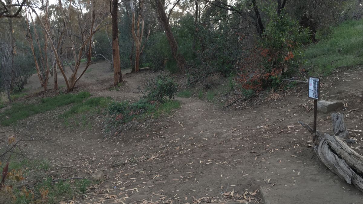 Before the trees came out 2016