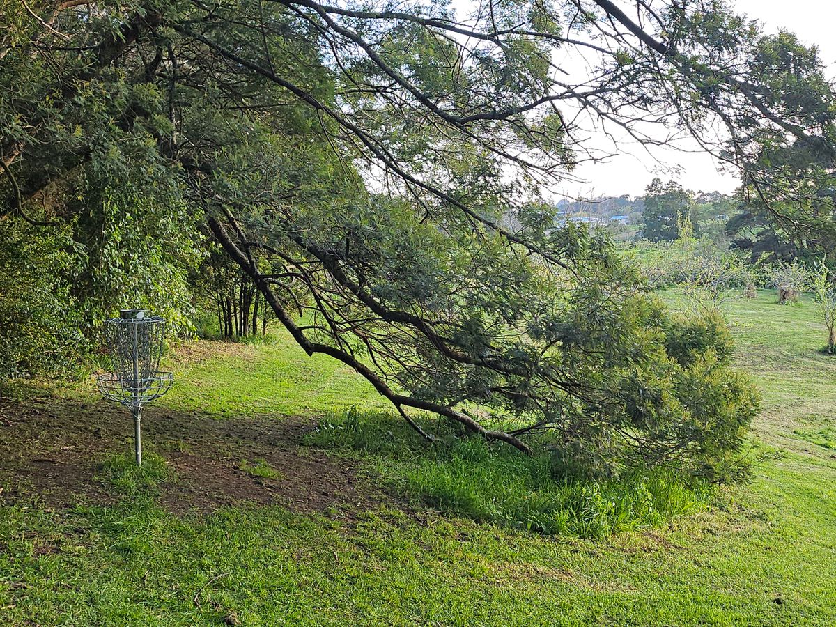 View of hole 16"s green
