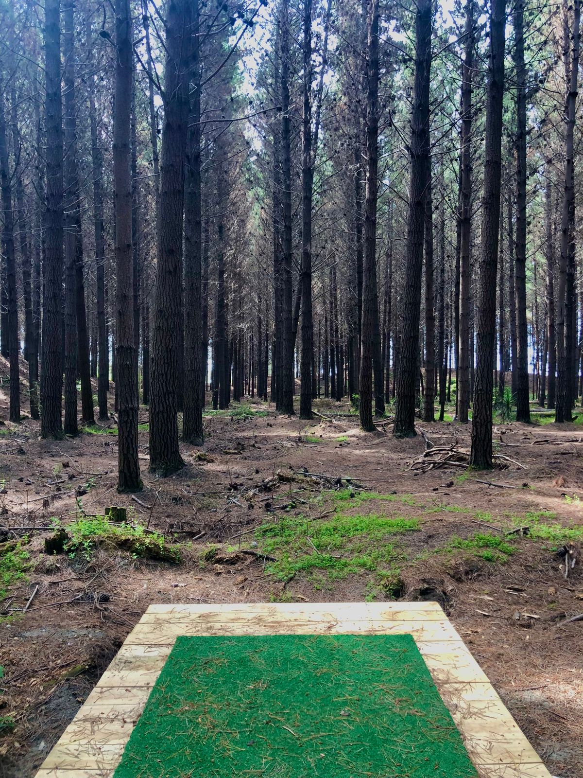 Tīwaiwaka tee pad (hole 8)