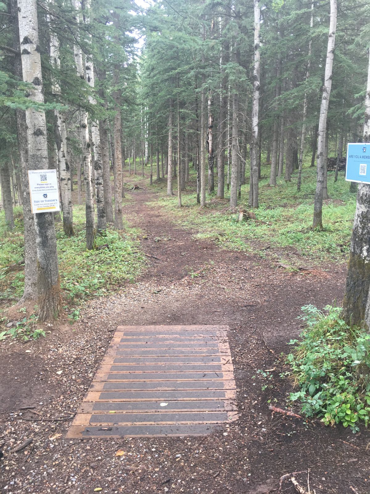 Tee pad 10.🌳🇨🇦👍🌳