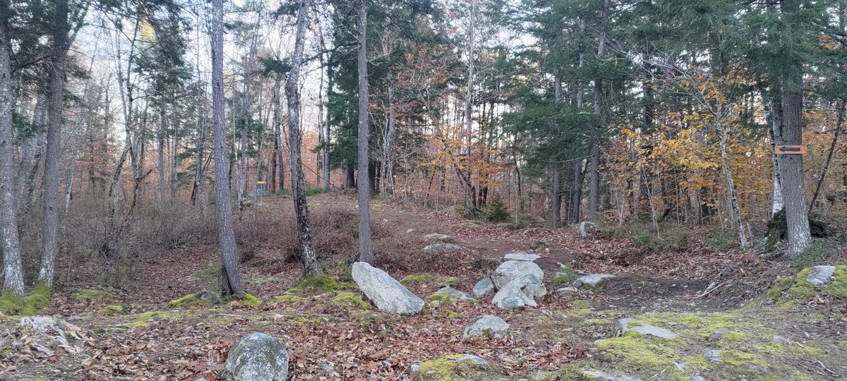Looking at hole 13's basket from corner