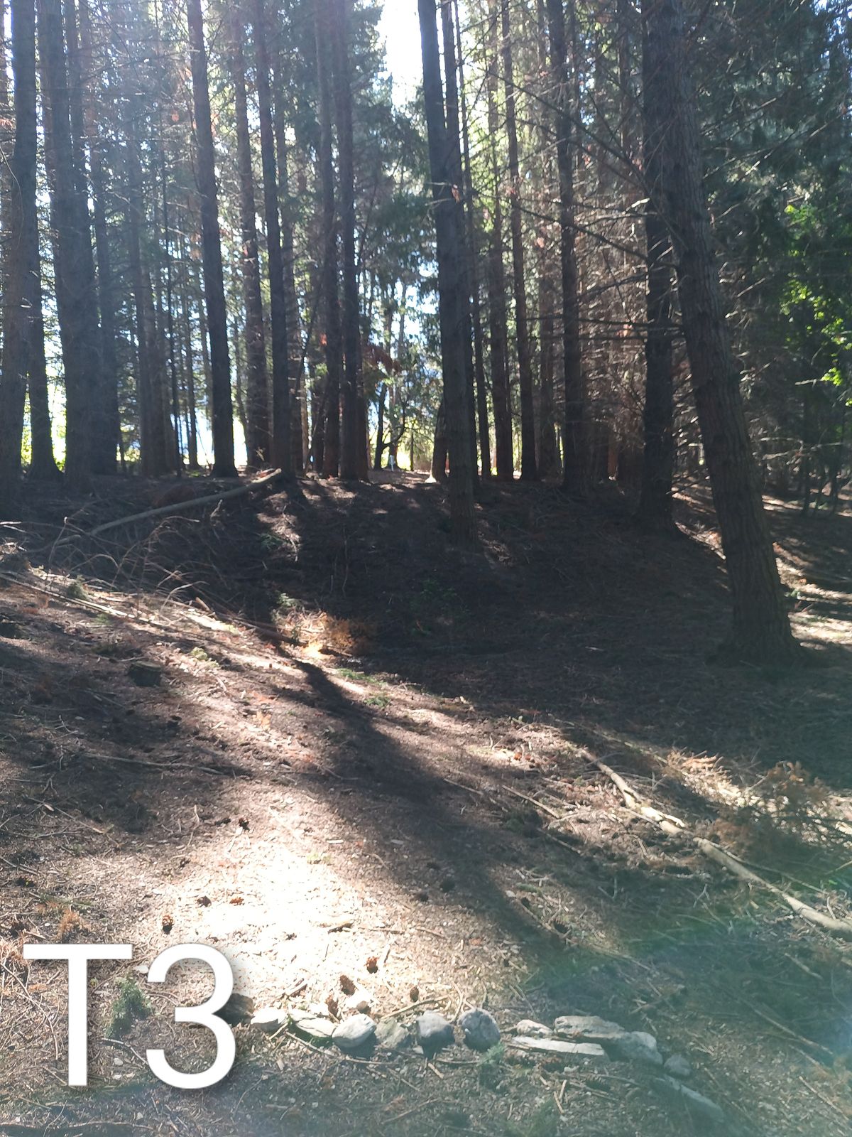 90m throw straight up the hill through the main gap in the tree's