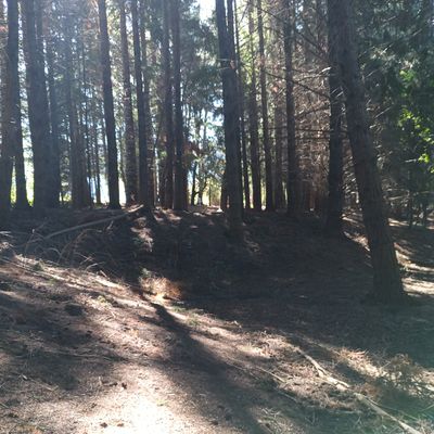 90m throw straight up the hill through the main gap in the tree's