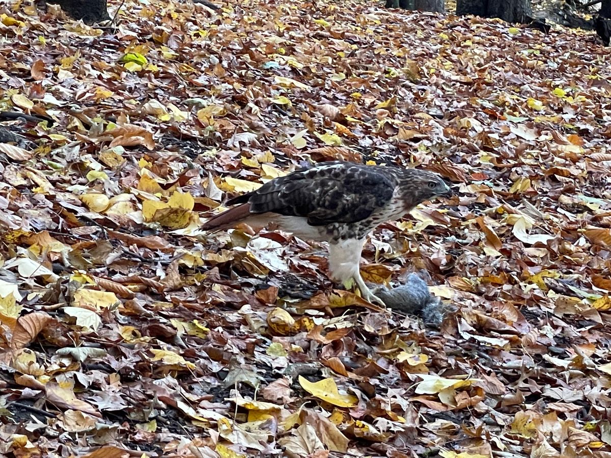 Hawks frequent the wooded section.