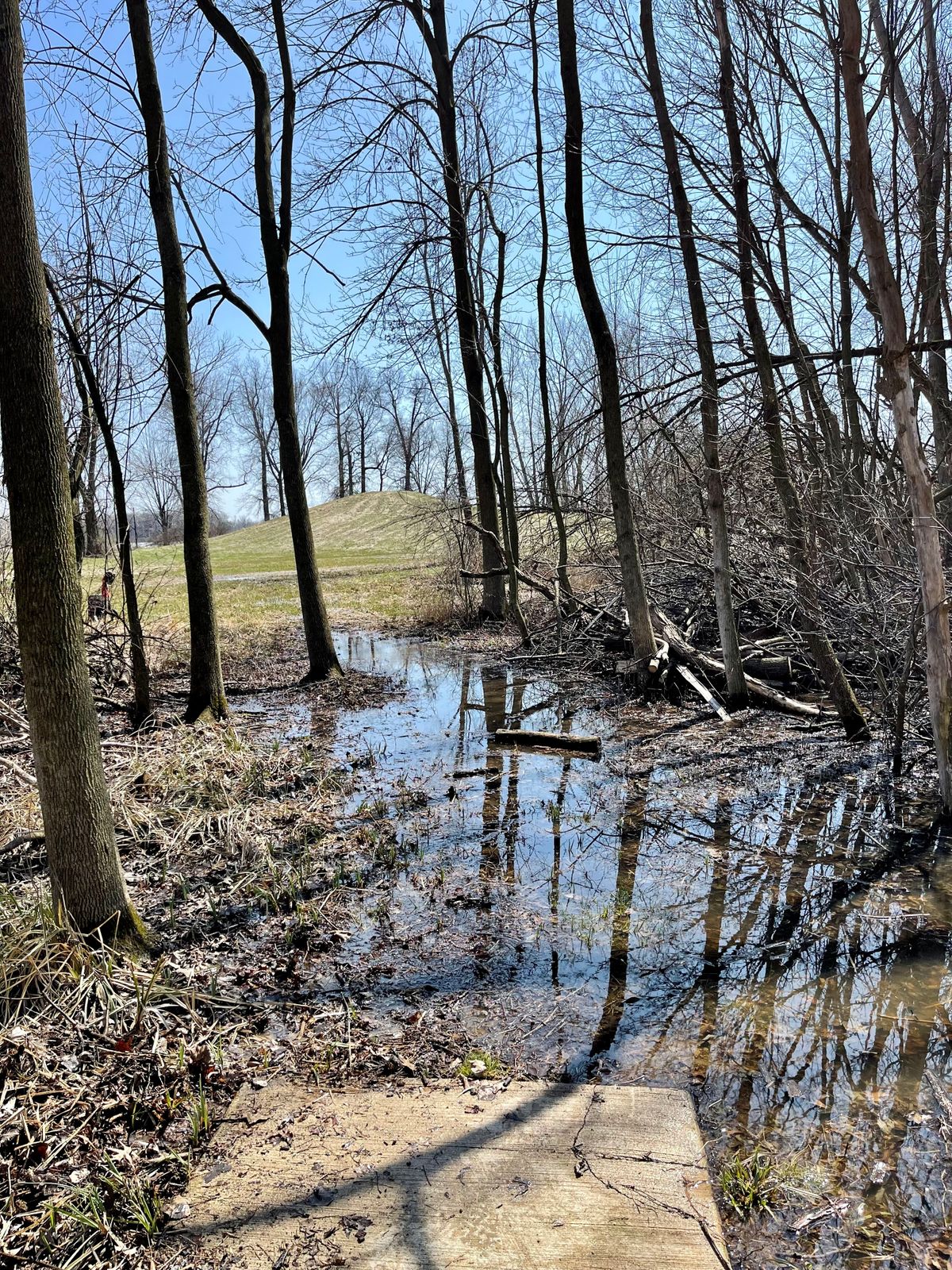 Basket #5. Dogleg right out of the woods. Very wet today but heavy rains yesterday.