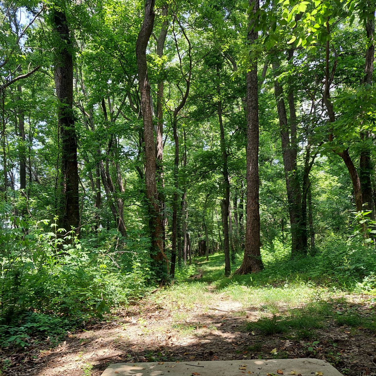 Caution ⚠️  The extremely tight hole 17 may throw you into tree shock after so many open holes. It's the only hole in the woods.