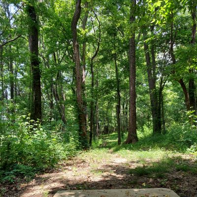 Caution ⚠️  The extremely tight hole 17 may throw you into tree shock after so many open holes. It's the only hole in the woods.